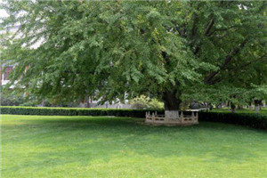 校园一角 校园一角